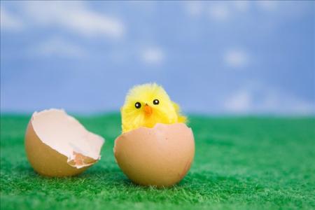 “商鸡”变商机“头上孵小鸡”